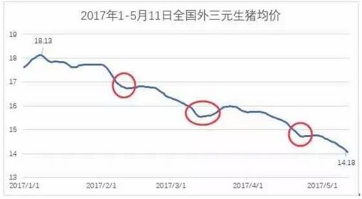 说“2018猪价比13、14要惨”为时尚早，把猪养好是正道