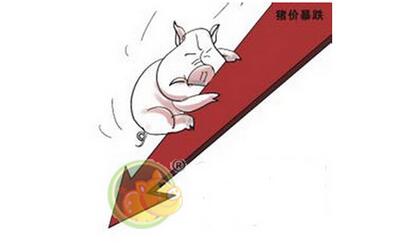 大猪消耗慢，猪价跌！跌！跌！养殖户盈利有限……