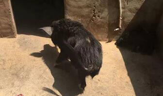 养殖户百余头“人参猪”被偷损失惨重：1头公猪值2万！