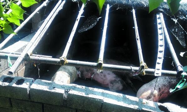 赞同吗？这样的猪场破坏了行业整体形象……