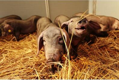 猪价下跌让人心凉，应转变思路？这模式每头净赚千元