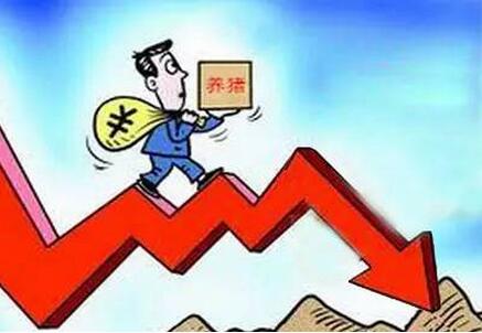 猪价下跌非好兆头，对消费者不利！政府该出手了……
