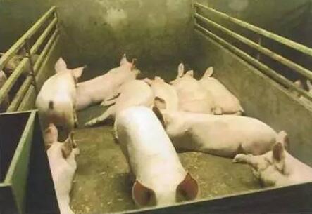 如何预防转向行为？把握两点就轻而易举搞定