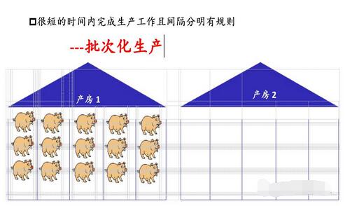 母猪分娩率超过90%必须采取的两个措施
