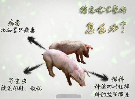 猪饲料添加剂都有哪些？怎么正确选购和合理使用饲料添加剂？