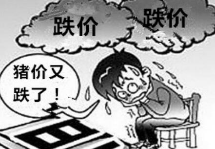 端午能否提振猪价？跌价愈演愈烈“心透凉”呀！