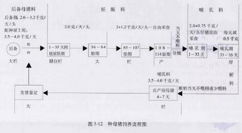 母猪各个时期喂料不一样，限位栏不要让母猪一直待