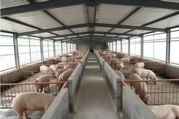 一定要知道的“养猪禁忌”，真的很有用