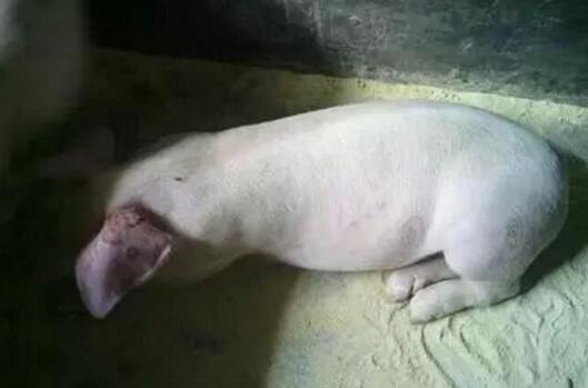 为什么猪站不起来了？