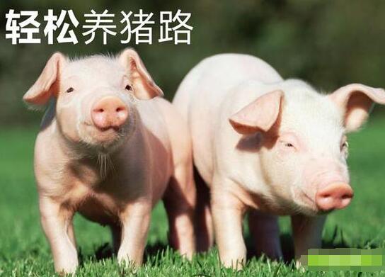 养猪，只赚不赔的良方！！你都知道吗？