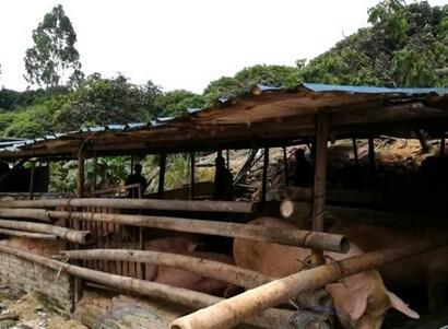 养殖户：养几只猪犯什么法，又不要国家补贴……