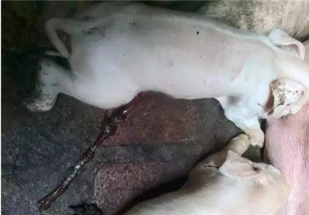养猪人总结的小窍门，不花钱解决7大问题！