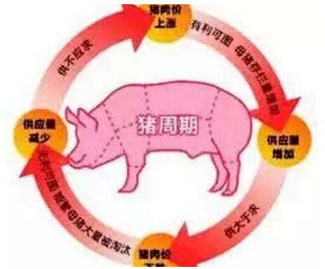 猪周期开始下行 这轮猪周期比以往都更让人惊心动魄