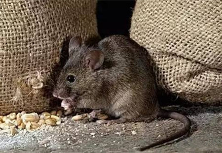 悲催了！这个养殖户饲料仓库被一烧而尽，损失六万多