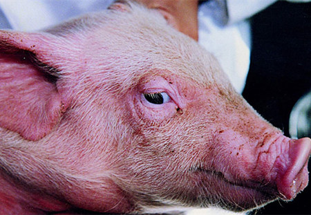 猪病中的低调客，水肿