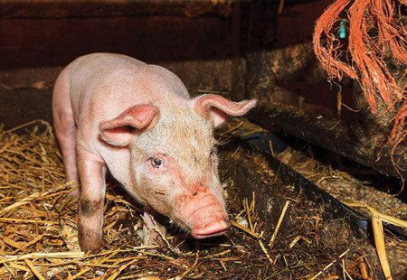 顽固性拉稀，你用过这招吗？