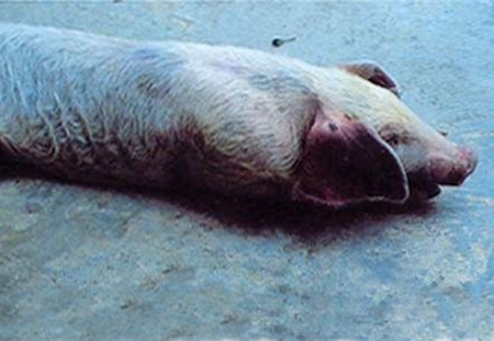 千万别小觑了细小病毒病(PPV)的危害