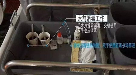 易操作， 应激小，术后感染少……德国是这样阉猪的
