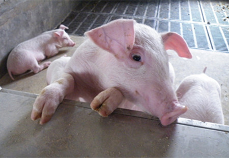 猪场急救措施大全，每一条都可以救命！