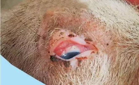 附红细胞体病来袭，老兽医教你一招，轻松搞定！