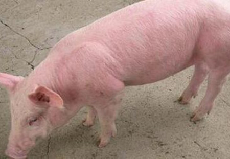 红皮病参考处理措施，赶紧收藏！