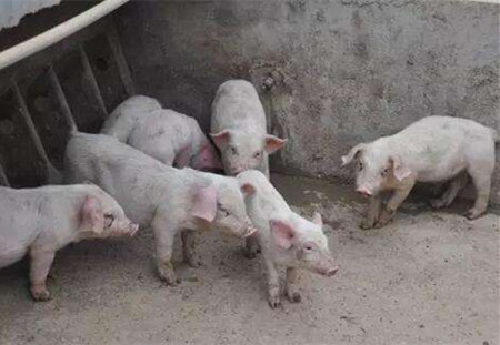 如何做好猪场慢性病毒性疾病的防控？