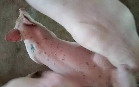 猪群身上有红疙瘩除了是丹毒或圆环，还可能是因为它们
