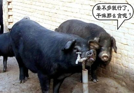 夏季高温高湿来袭，养猪要注意了...
