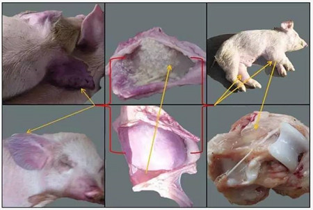 温度逐渐升高，困扰猪场的另一高死亡率疾病来袭