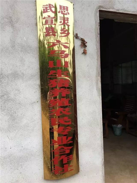 一次猪场出诊