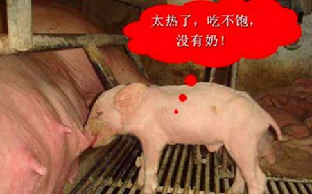 炎炎夏日，母猪如何耐住高温？