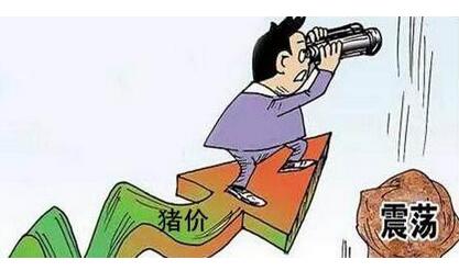 养猪户不可避免的几大问题 市场正淘汰养猪人