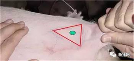 如何给猪打针？未必你就全会！