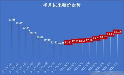 猪价：上涨不停歇！上涨势头能否“燎原”呢？