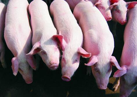 这个“猪倌”靠2000元贷款8头仔猪开始养猪，如今……