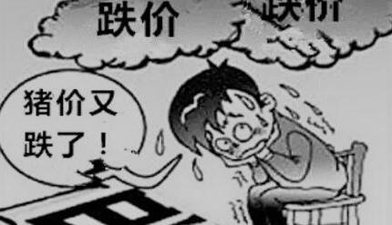 下半年猪价分析：后期涨价可能性大吗？
