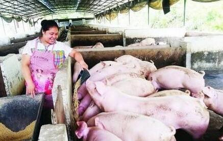养猪人：去年一头猪赚1000多，今年一头赔400多！
