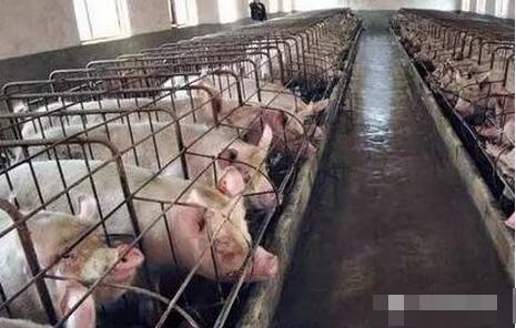 生猪价格低迷，补贴完全倾向大户，养猪人如何突围
