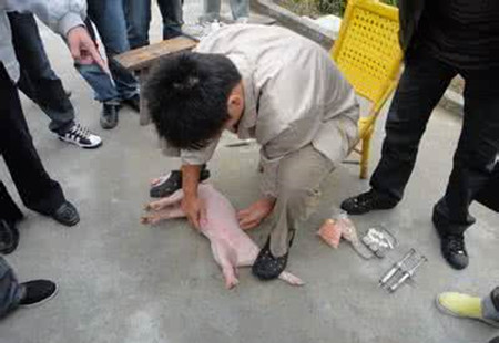 原来生猪阉割后的一些继发症可以这样处理？