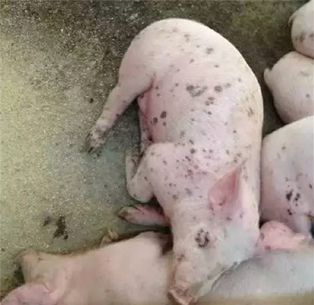 夏季猪皮肤病，有这些信号就要赶紧处理了！！