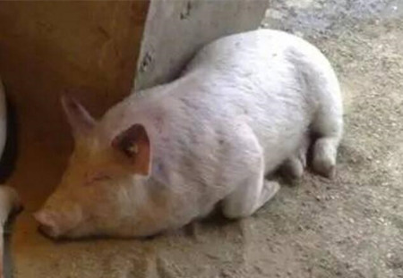 这种猪病你还不够重视，发现就晚了！