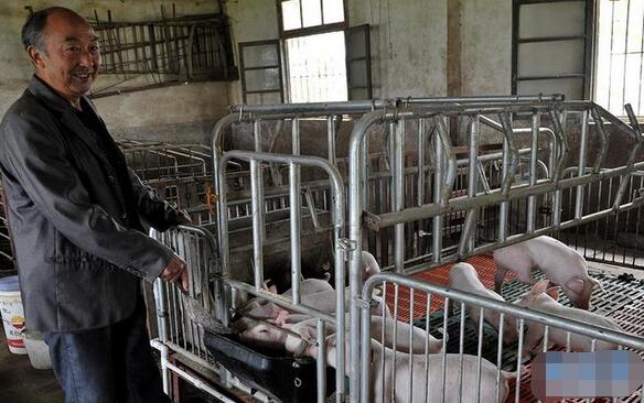 陕西勉县：生猪良种补贴政策让养殖户看得见的增收