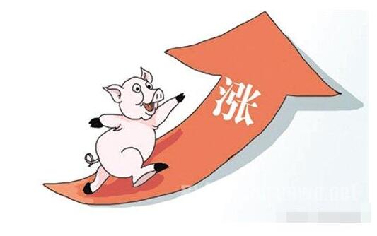 夏季猪价：此刻有多疯狂，后面就会有多大的坑！