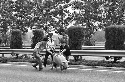 厉害了！高速上开车掉下一头猪，胆大女司机竟逆行寻找