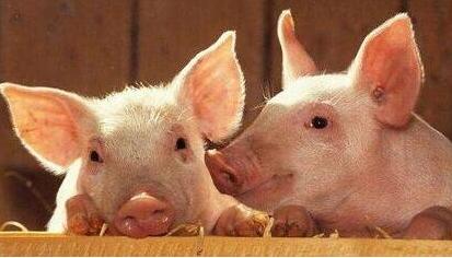 猪只吃不长，长得慢！什么原因？？