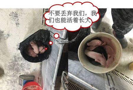 5个方法救活弱仔，显著提高仔猪成活率！