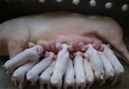 猪久治不愈的原因