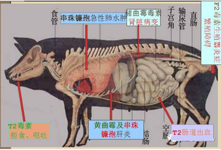 霉菌及毒素对猪的危害 不可忽视