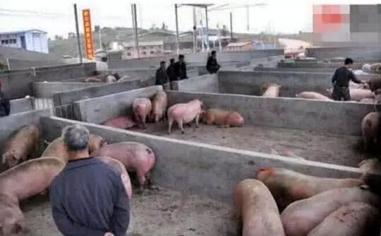 养猪高盈利已经过去，养殖户应警惕“温水煮青蛙”