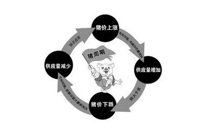 从猪周期的角度看 养殖户还是要客观地看待猪价涨势